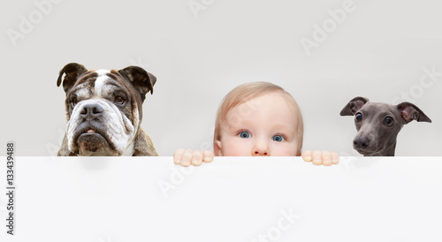 Photography Baby and dogs