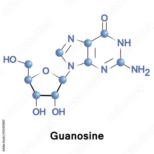 Guanosine is a purine nucleoside comprising guanine and ribose. It takes part in synthesis of nucleic acids and proteins, photosynthesis, muscle contraction, and intracellular signal transduction