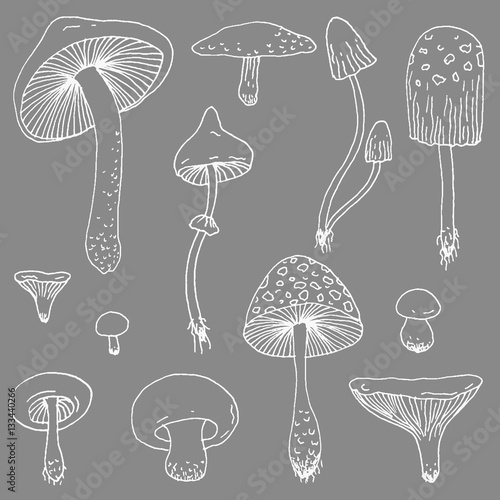 Set of Forest mushrooms - vector hand drawn sketch. Collection of different mushrooms with roots, real eatable and poisoned boletus