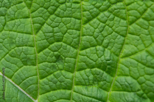 green background