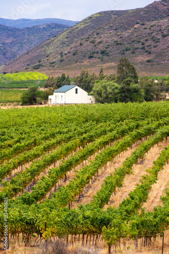 Vineyard Montagu South Africa