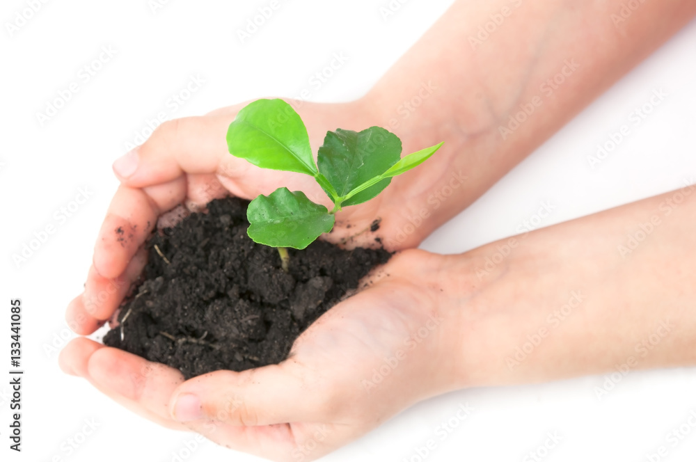 small plant small plant