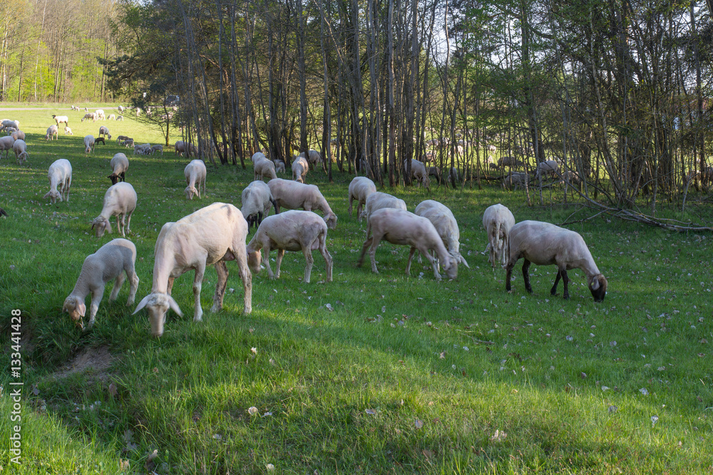 Fototapeta premium Herd of sheep