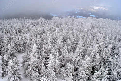 Zimowy las z lotu ptaka © bnorbert3