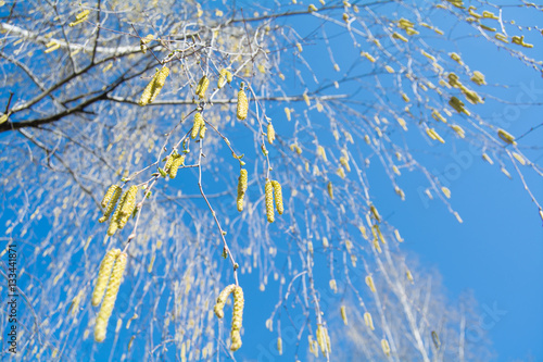 birch buds