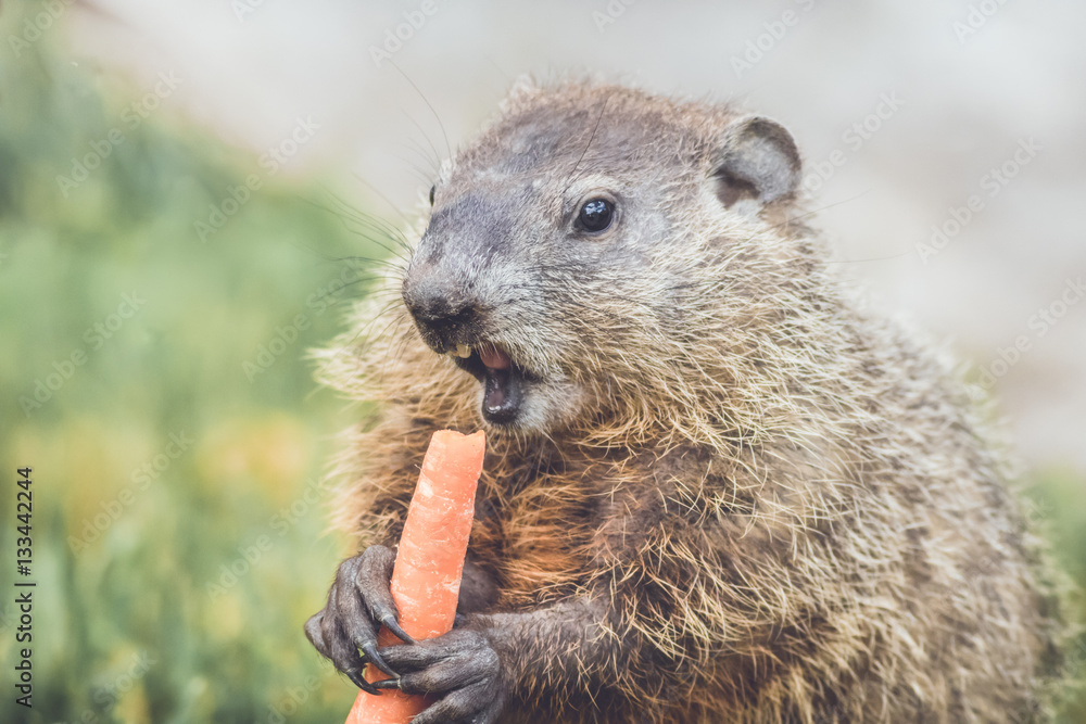 Naklejka premium Young Groundhog (Marmota Marmox) about to bite a large carrot
