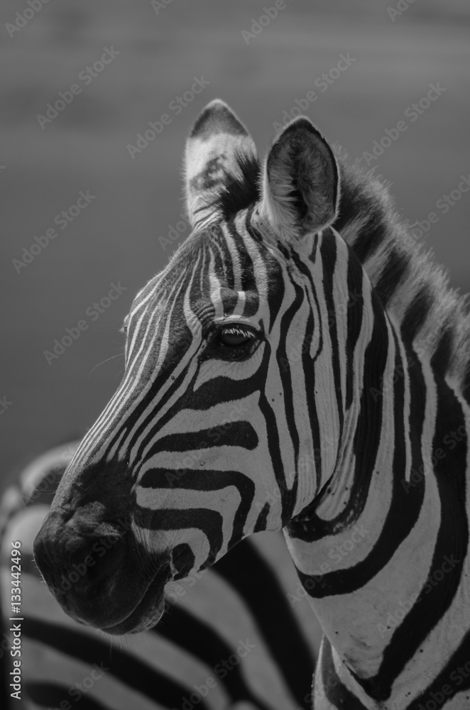 Naklejka premium Zebra face