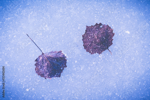 Two leaves of aspen embedde...