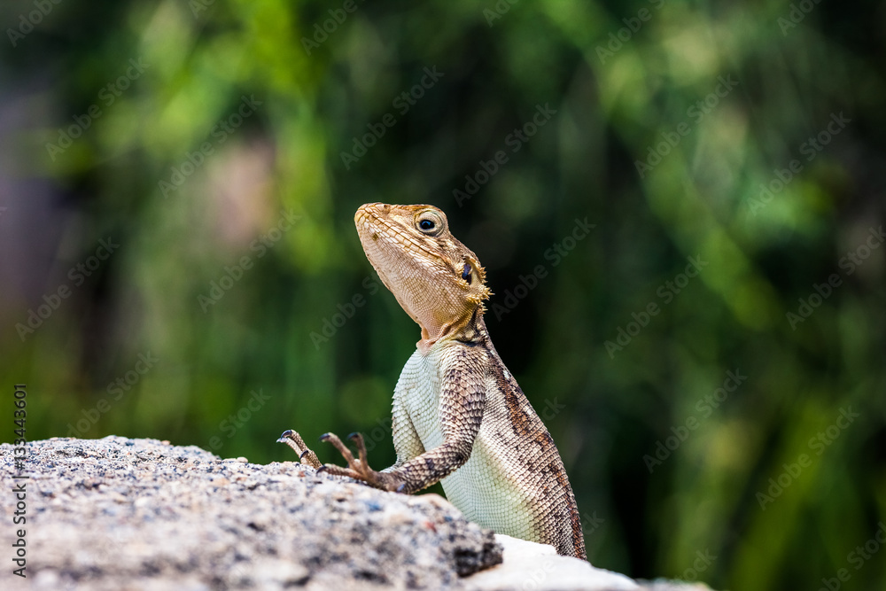 Gecko on a rock closeup, Serengeti, Tanzania Gecko on a rock closeup, Serengeti, Tanzania