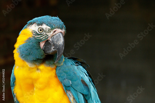 Parrot turning his head to look at you