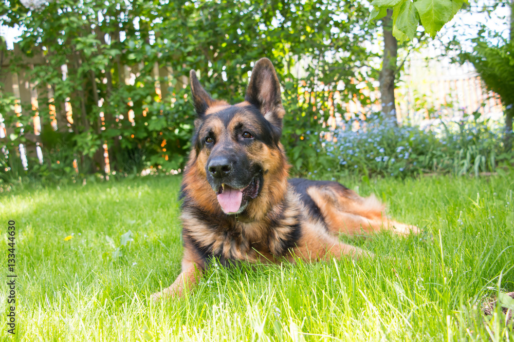 Dog german shepherd on the grass