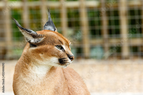 Rooikat standing and staring in a distance
