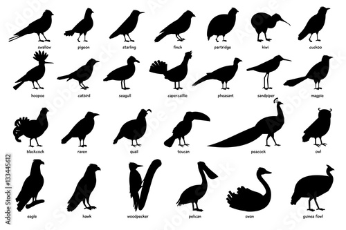Fotografiet Collection of silhouettes of birds