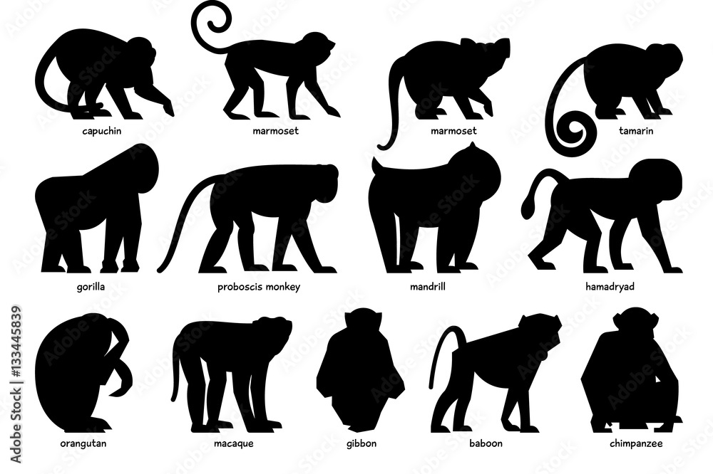 Big set of silhouettes of different Monkeys