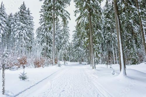 Winter in the National Park Harz