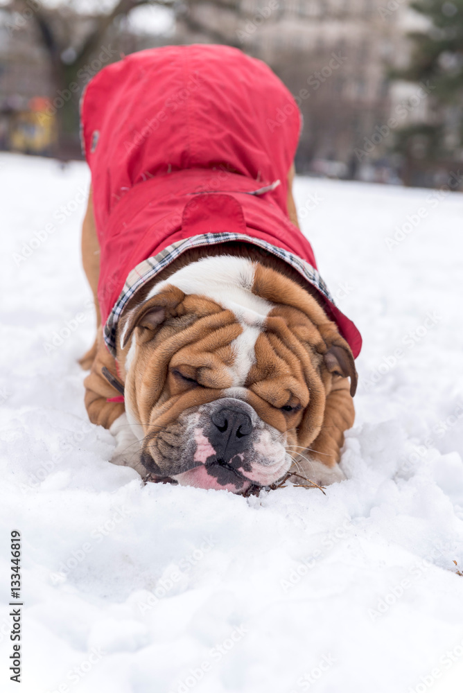 English bulldog in the snow