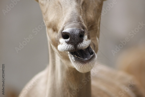 Kudu mouth photo