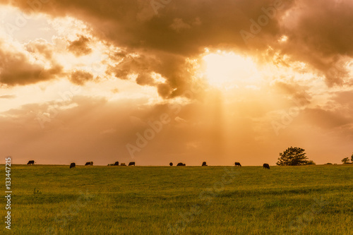 Cattle grazing at sunset