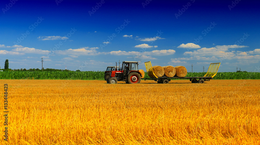 Fototapeta premium Tractor collecting straw bales