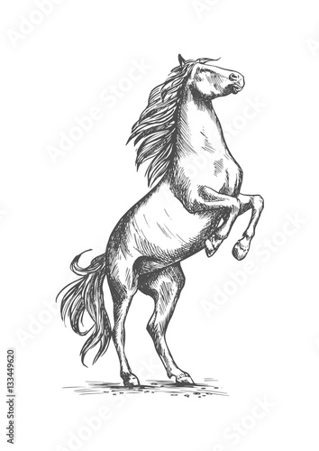 Rearing horse vector sketch equine horserace sport