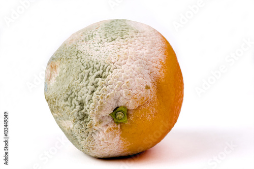 Fotografie Mouldy orange on white