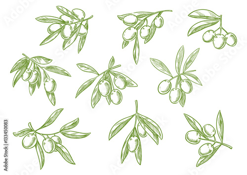 Branch of fesh olives vector sketch icons set