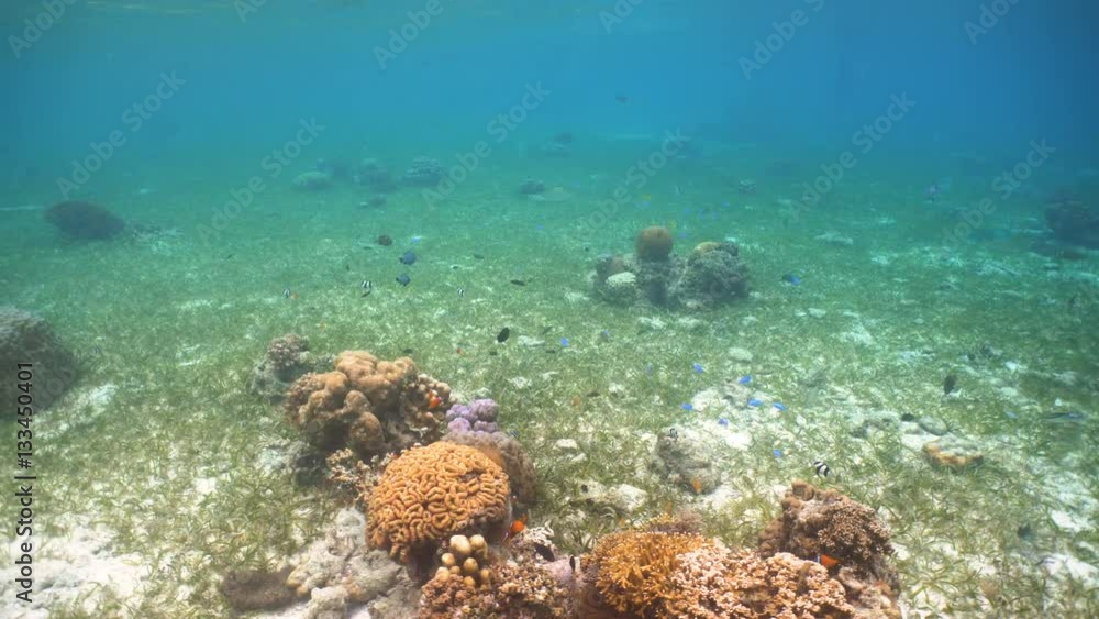 Fish and coral reef. Tropical fish on a coral reef. Wonderful and beautiful underwater world with corals and tropical fish. Hard and soft corals. Diving and snorkeling in the tropical sea. 4K video