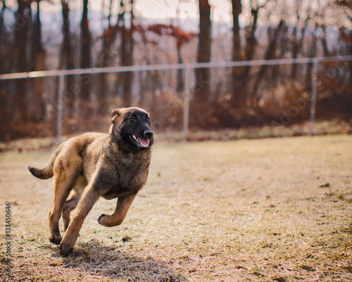 Happy Belgian Malinois puppy running outside at dog park © Mary Perry