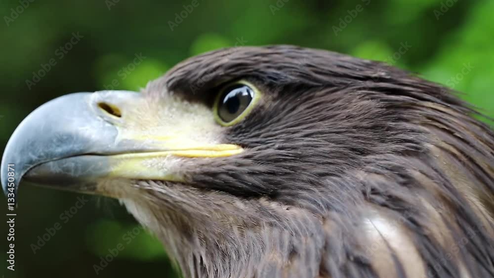 Eagle head close up. Female sea eagle, bird of prey Eagle head close up. Female sea eagle, bird of prey