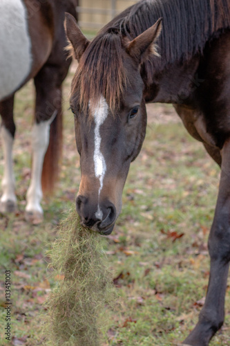 Horses Eating Playing in Pasture © AnnMarie