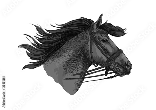 Horse trotter in bridle racing vector sketch