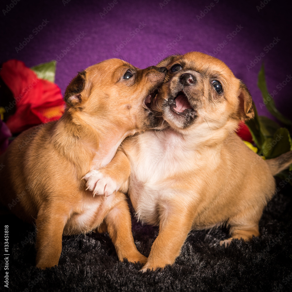 Humane Society Puppies - These aborable little puppies play all the time Humane Society Puppies - These aborable little puppies play all the time