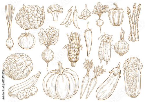 Vegetables vector sketch isolated icons set