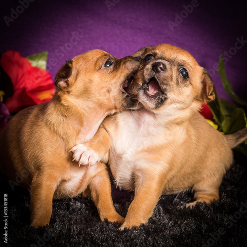 Humane Society Puppies - These aborable little puppies play all the time photo