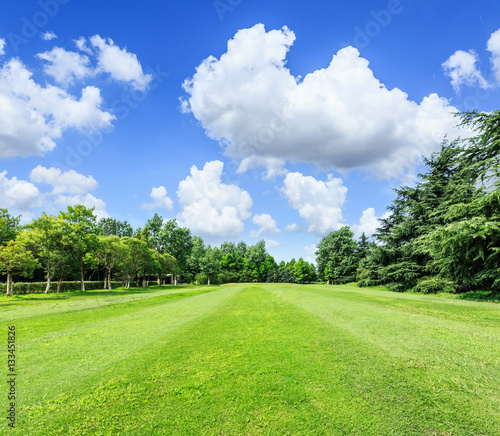 field of green grass and blue sky in summer day