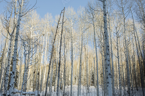 Aspens in Winter