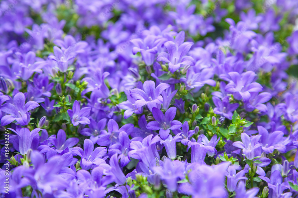Campanula flowers StockFoto Adobe Stock