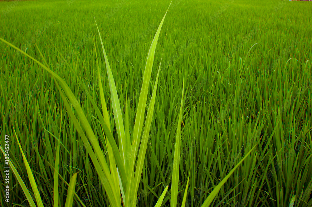 Green rice in Asia.