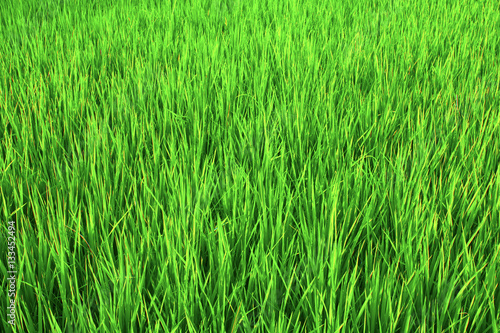 Rice fields in Bali.