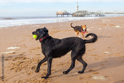 black dog runs at the beach