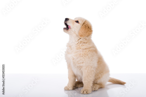 Golden Retriever puppy sitting and licking his mouth