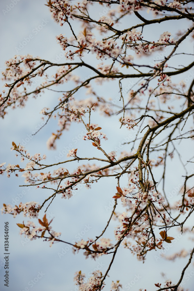 branches of a blossoming tree