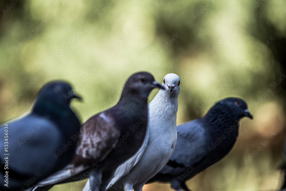 Picturesque and cute pigeon with artistic blurred background Picturesque and cute pigeon with artistic blurred background