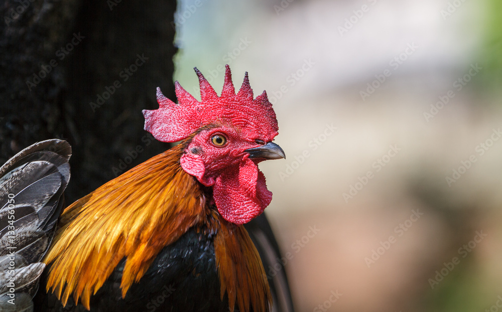 Beautiful cock portrait with golden feathers and red cockscomb looking as punk iroquois haircut