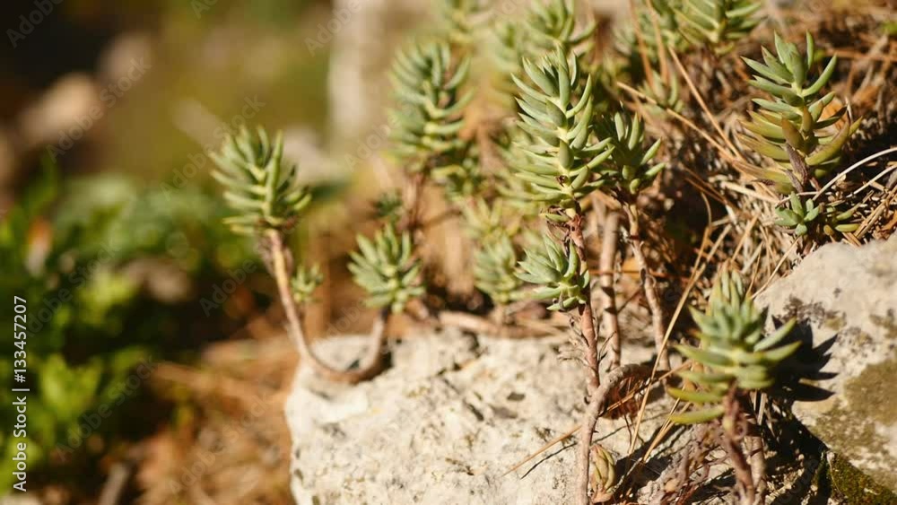 Wild succulent plant on the rock Wild succulent plant on the rock