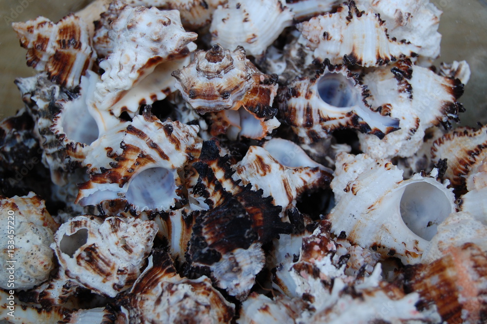 Seashells Seashells