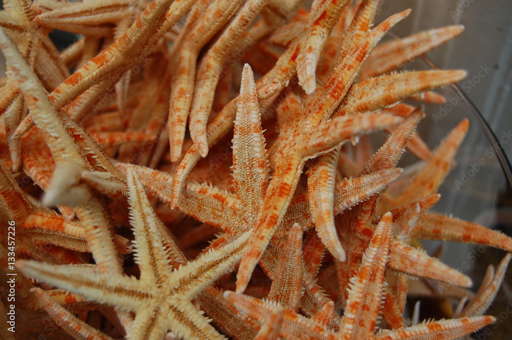 Dried Starfish Dried Starfish