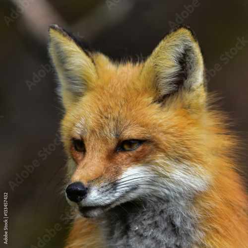 Red fox portrait © Dave
