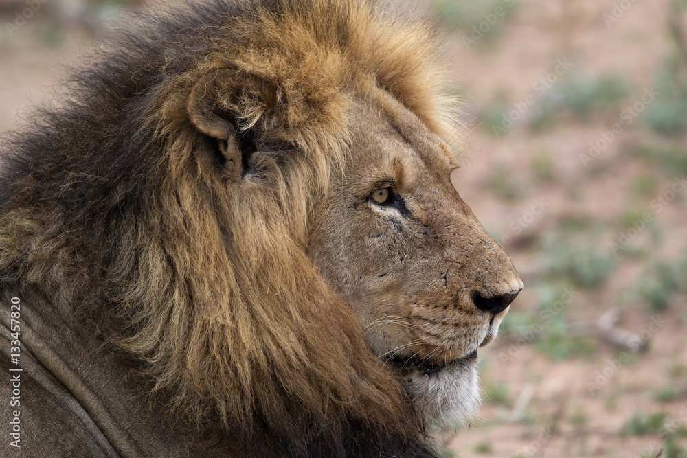 Lion, Manyeleti NP, South Africa