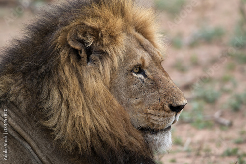 Lion  Manyeleti NP  South Africa